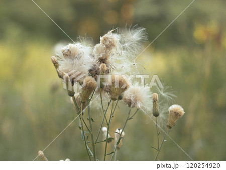 Delicate white fluff dances on wildflowers in a sunlit meadow during a serene afternoon in late summer 120254920