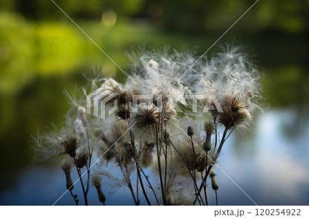 Fluffy seed heads dance in the breeze near a serene lake surrounded by lush greenery on a sunny day Fluffy seed heads dance in the breeze near a serene lake surrounded by lush greenery on a sunny day 120254922