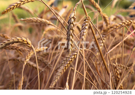 Golden wheat fields sway gently under the warm afternoon sun, symbolizing harvest and abundance in nature's beauty 120254928