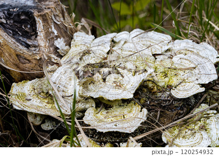 Intricate white fungus growing on a mossy stump amidst verdant grass under soft natural light Intricate white fungus growing on a mossy stump amidst verdant grass under soft natural light 120254932