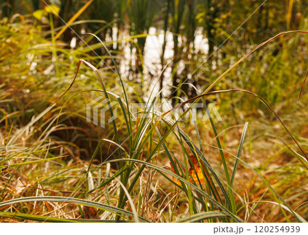 A tranquil view of green grass swaying near a serene lake at golden hour, framed by lush, vibrant vegetation A tranquil view of green grass swaying near a serene lake at golden hour, framed by lush, vibrant vegetation 120254939