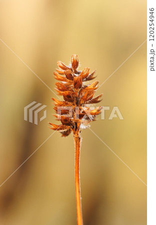 A delicate close-up of a brown, feathery plant swaying gently in the soft autumn breeze at dawn A delicate close-up of a brown, feathery plant swaying gently in the soft autumn breeze at dawn 120254946