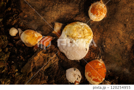 Unique mushrooms growing on a wooden surface in a forest during golden hour, showcasing vibrant colors Unique mushrooms growing on a wooden surface in a forest during golden hour, showcasing vibrant colors 120254955