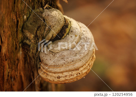 Unique fungi growing on the side of an old tree trunk in a peaceful forest during autumn 120254956