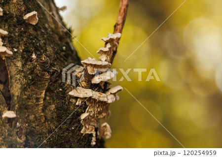 Mushrooms growing on tree bark illuminated by soft golden sunlight in a serene forest setting Mushrooms growing on tree bark illuminated by soft golden sunlight in a serene forest setting 120254959