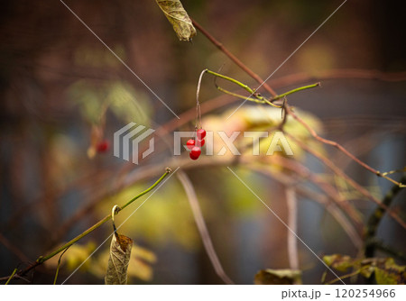Delicate red berries hanging from fragile branches in a tranquil autumn setting Delicate red berries hanging from fragile branches in a tranquil autumn setting 120254966
