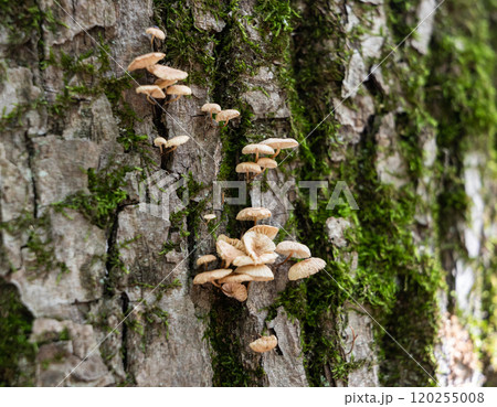 Exploring the delicate beauty of fungi thriving on tree bark in a lush forest setting during daylight Exploring the delicate beauty of fungi thriving on tree bark in a lush forest setting during daylight 120255008