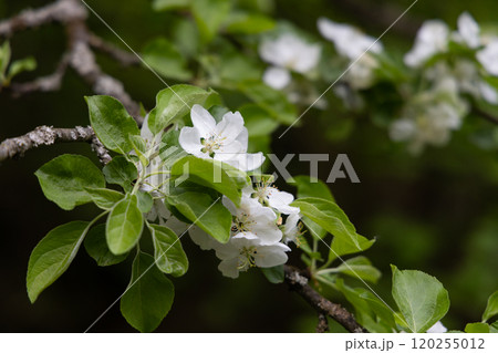 Delicate white apple blossoms blooming on a vibrant green branch during spring in a peaceful garden 120255012