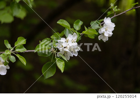 Delicate white apple blossoms bloom on a slender branch in a serene garden during springtime 120255014
