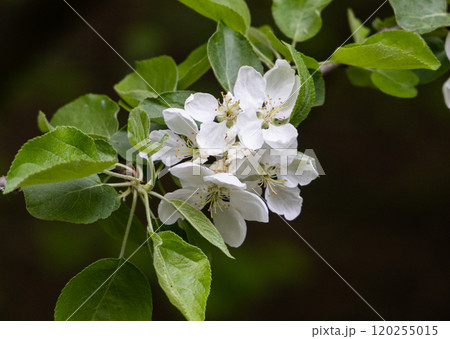 Delicate white blossoms bloom amidst vibrant green leaves in a tranquil spring garden Delicate white blossoms bloom amidst vibrant green leaves in a tranquil spring garden 120255015
