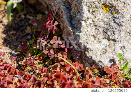 Vibrant red clovers thrive near a sunlit rock in a serene outdoor setting during a warm afternoon 120255023