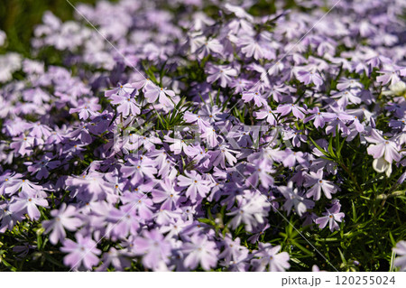 Vibrant clusters of delicate purple flowers blooming in a sunlit garden during springtime Vibrant clusters of delicate purple flowers blooming in a sunlit garden during springtime 120255024