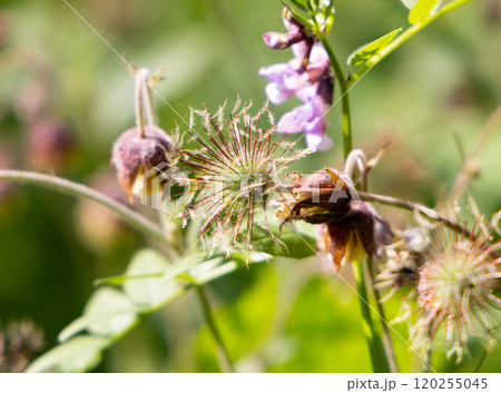 Delicate wildflowers bloom in a serene field under the warm sun during the vibrant spring season 120255045