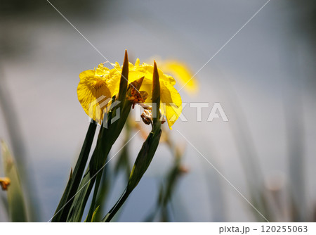 Delicate yellow flowers bloom brightly beside a tranquil lake on a warm sunny afternoon 120255063