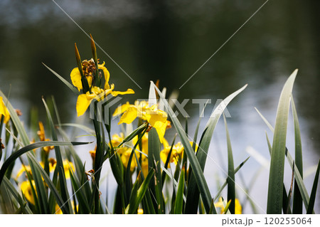 Vibrant yellow flowers bloom beside a tranquil pond on a sunny afternoon in a serene natural setting 120255064