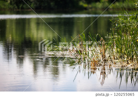 A tranquil lakeside view with lush greenery reflecting on calm waters during a sunny afternoon 120255065