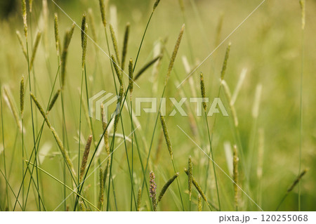 Gentle breeze sways tall grass in a serene meadow under the bright summer sun in the countryside 120255068