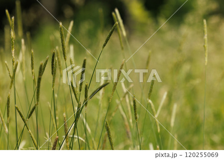 Gentle breeze sways tall grass in a sunlit meadow during a warm summer afternoon Gentle breeze sways tall grass in a sunlit meadow during a warm summer afternoon 120255069