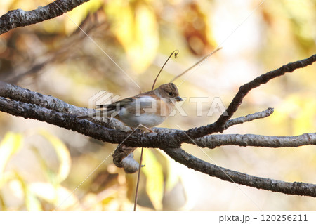 枝にとまるアトリ 120256211
