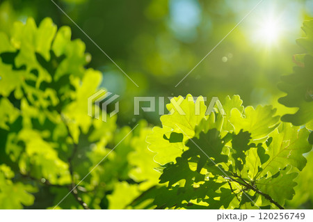 Green oak leaves in sunny summer weather Green oak leaves in sunny summer weather 120256749