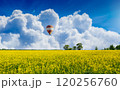 Hot air balloon floats above blooming yellow field of rapeseed 120256760