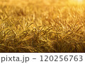 Agricultural barley or wheat field at sunset 120256763