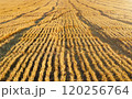 Harvested Wheat Field at Sunset 120256764