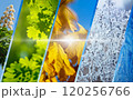 Seasonal transition collage - from spring bloom to winter frost 120256766