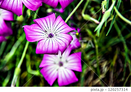 Macro of flowers, highlighting their color and texture	 120257314