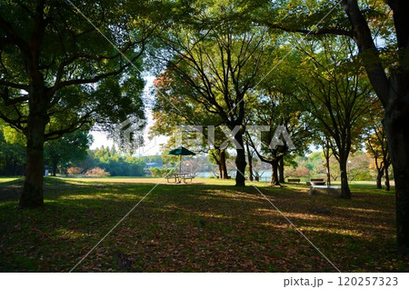 堤緑地公園 森風景 堤緑地公園 森風景 120257323