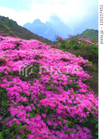 満開のミヤマキリシマ（仙酔峡・阿蘇市・縦構図） 120257452