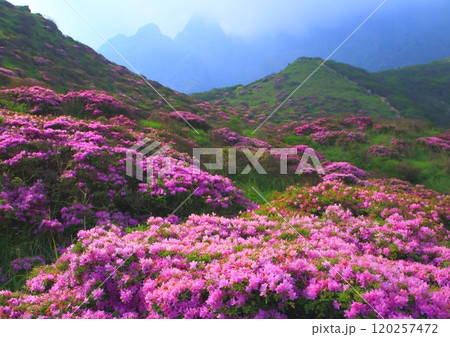 満開のミヤマキリシマ（仙酔峡・阿蘇市） 120257472