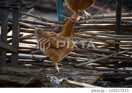 Domestic chicken walking outdoors on a summer day Domestic chicken walking outdoors on a summer day 120257523