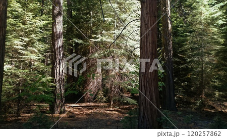 Forest of Redwood Trees in Yosemite National Park in California Photo 120257862