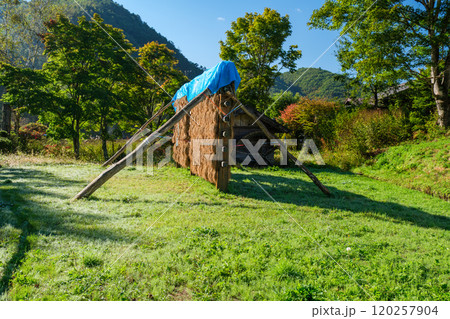 稲木干しと水車小屋 120257904