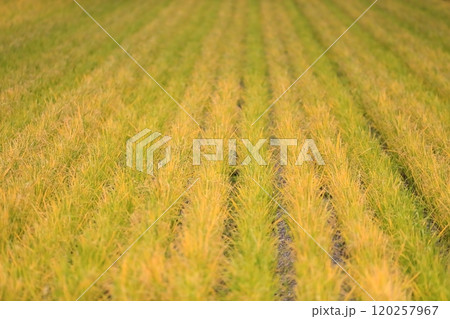 田んぼの稲 120257967