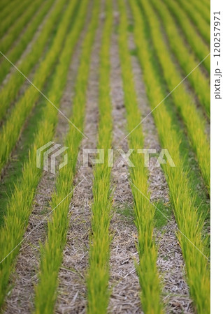 田んぼの稲 120257971