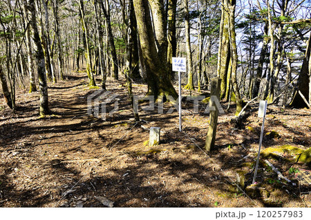 道志山塊の御正体山南尾根　森の中の中ノ岳山頂 120257983