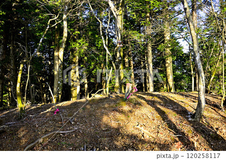道志山塊の日向峰山頂 朝日そそぐ頂 道志山塊の日向峰山頂 朝日そそぐ頂 120258117