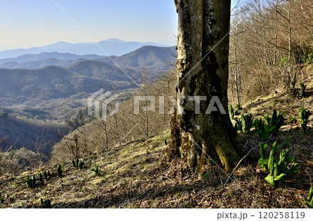 道志山塊の日向峰の森からの展望　箱根山と丹沢山地 120258119