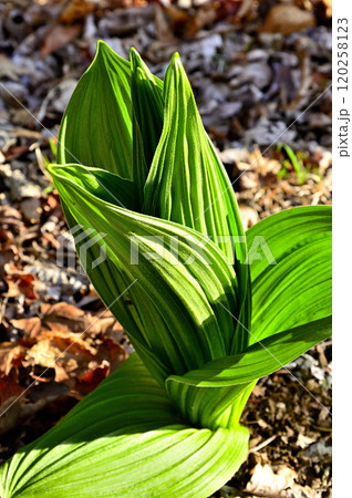 道志山塊の日向峰　コバイケソウの若葉 120258123