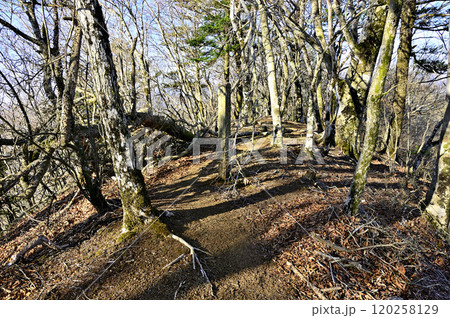 道志山塊の奥ノ岳山頂　御正体山南尾根の頂 120258129