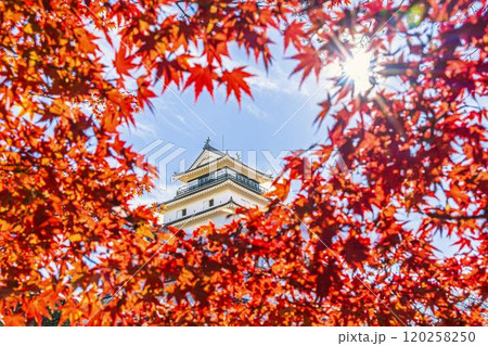 晩秋の鶴ヶ城(会津若松城)と真っ赤なもみじ 福島県会津若松市 晩秋の鶴ヶ城(会津若松城)と真っ赤なもみじ 福島県会津若松市 120258250