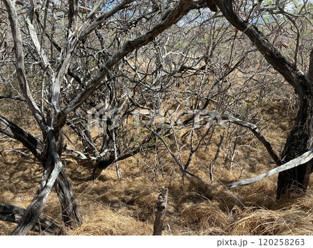 Photo of Koa Haole and Kiawe in Diamond Head State Monument Hawaii USA 120258263