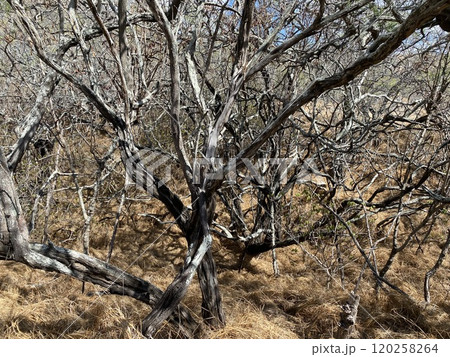 Photo of Koa Haole and Kiawe in Diamond Head State Monument Hawaii USA 120258264