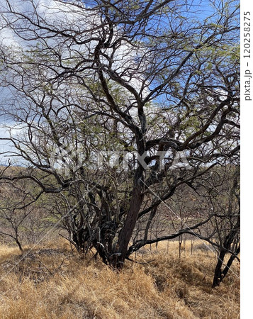 Photo of Koa Haole and Kiawe in Diamond Head State Monument Hawaii USA 120258275