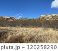 Photo of Koa Haole and Kiawe in Diamond Head State Monument Hawaii USA 120258290
