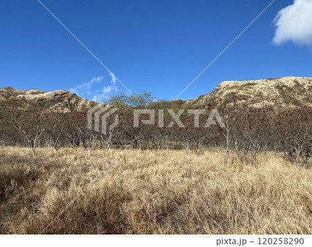 Photo of Koa Haole and Kiawe in Diamond Head State Monument Hawaii USA 120258290