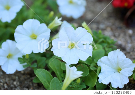 爽やか　ペチュニアの花 120258499