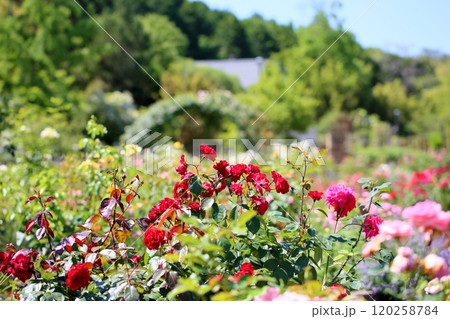 バラの花　ウルメールムンスター 120258784